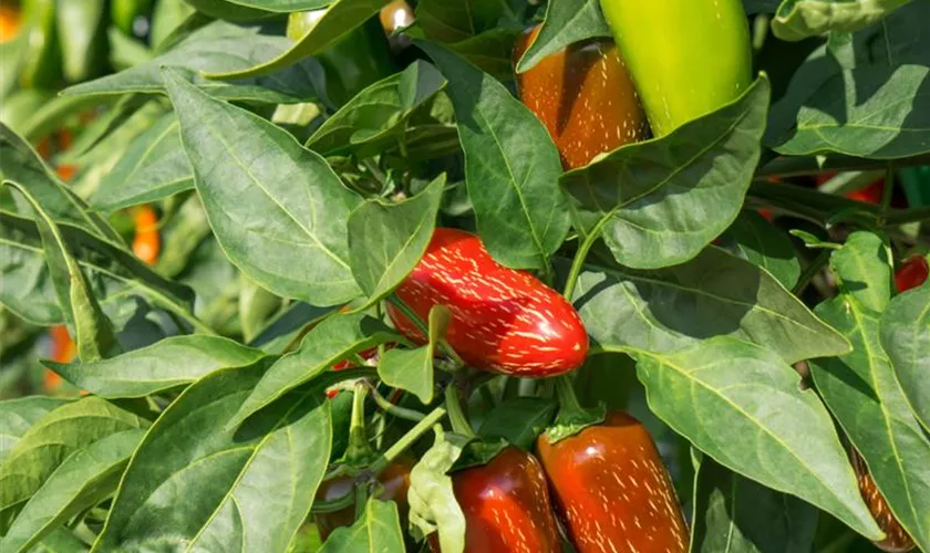 Paprika 'Austrocapi'