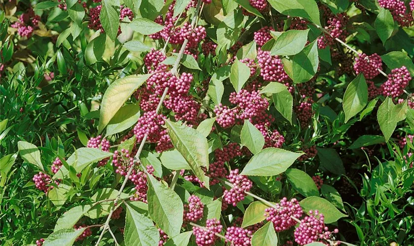 Callicarpa kwangtungensis