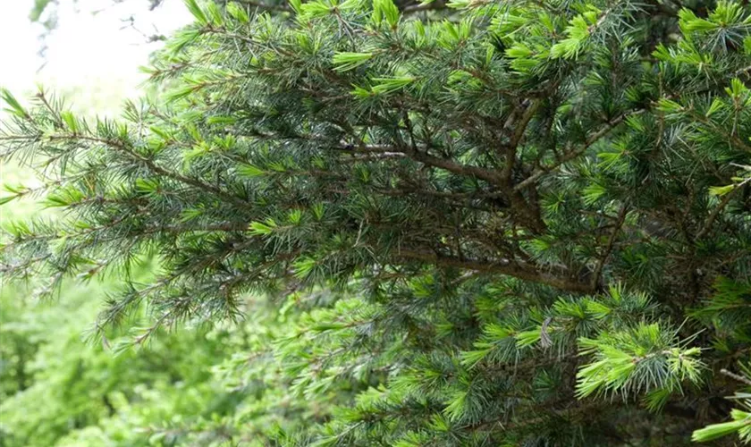 Cedrus atlantica