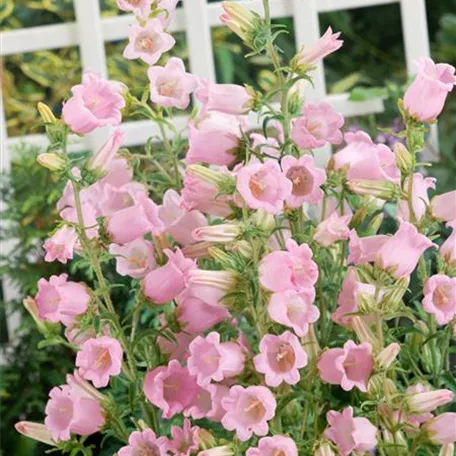 Campanula medium 'Sweet Mee'