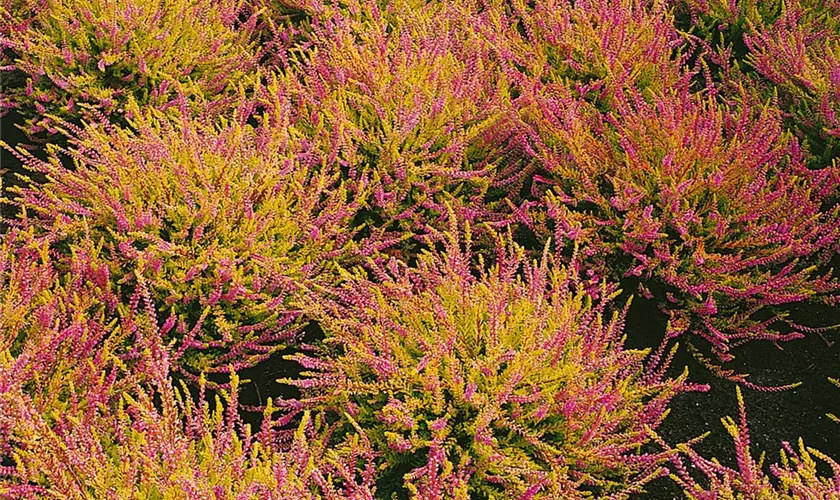 Calluna vulgaris 'Harlekin'