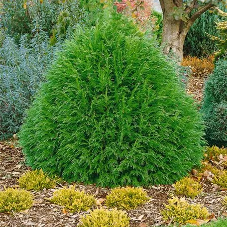 Chamaecyparis lawsoniana 'Albospica'