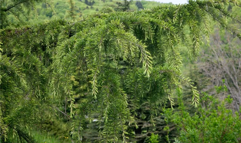 Cedrus atlantica 'Aurea'