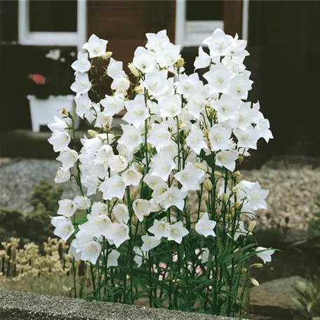 Campanula persicifolia 'Alba'