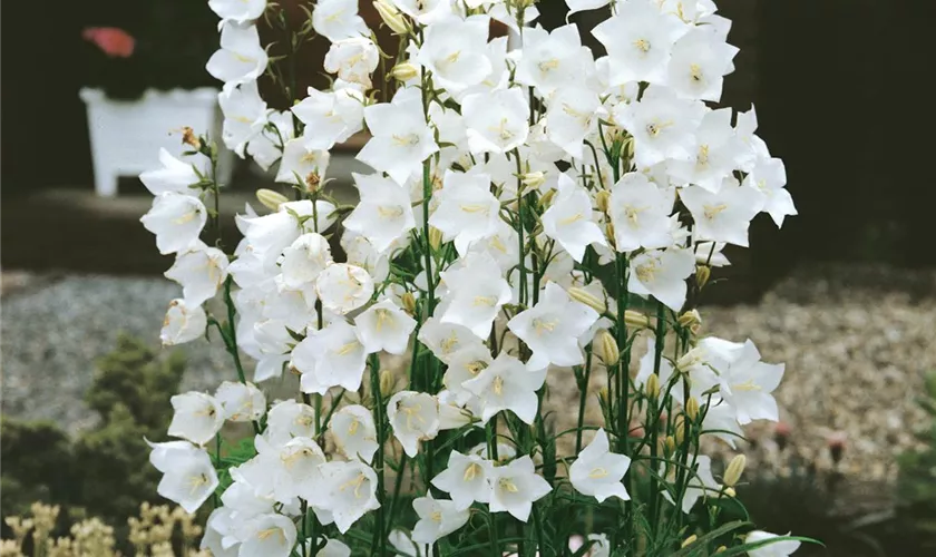 Pfirsichblättrige Glockenblume 'Alba'