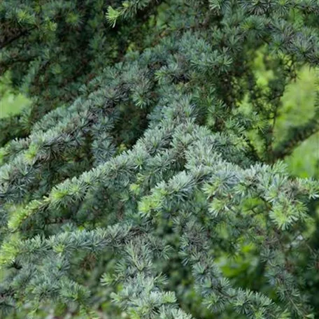 Cedrus atlantica 'Fastigiata'