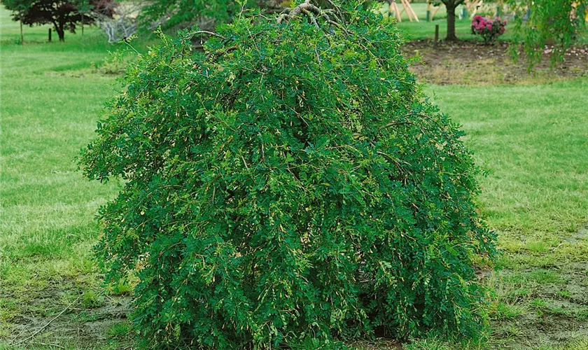 Caragana arborescens 'Pendula', Stamm