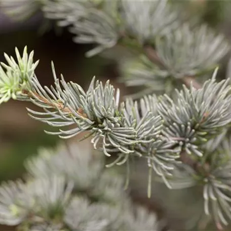 Blaue Atlaszeder 'Glauca'