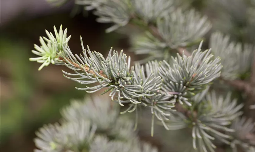 Cedrus atlantica 'Glauca'