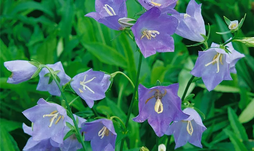 Pfirsichblättrige Glockenblume 'Coronata'