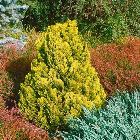 Chamaecyparis lawsoniana 'Aurea'