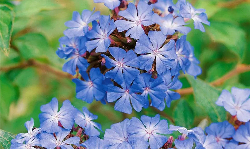 Ceratostigma willmottianum 'Forest Blue'®