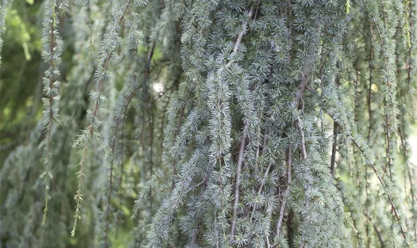 Hängende Blauzeder 'Glauca Pendula'