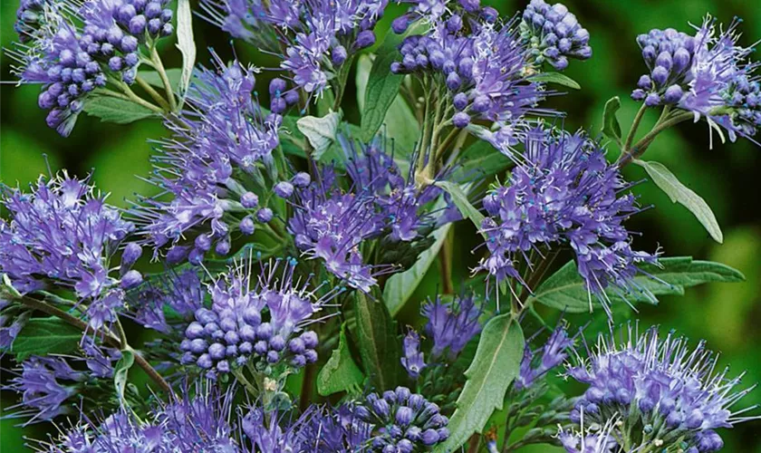 Caryopteris clandonensis 'Thetis'(s)