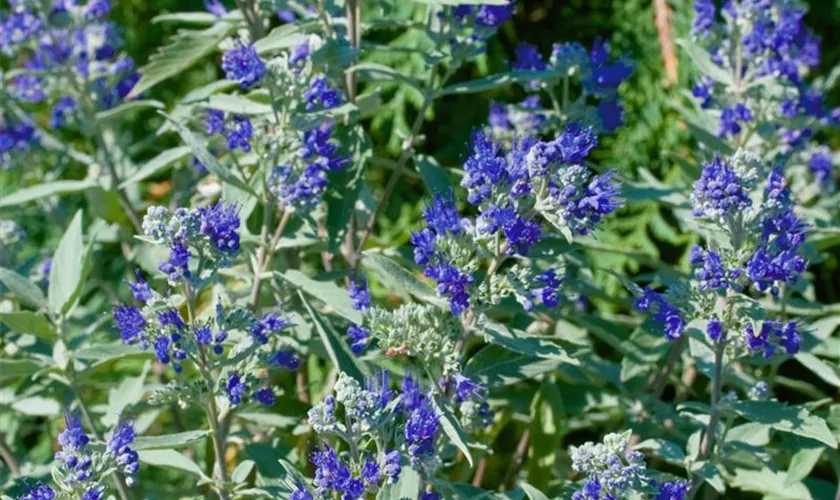 Caryopteris clandonensis 'Dark Knight'