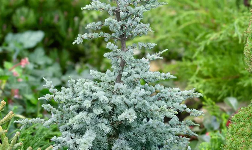 Cedrus atlantica 'Horstmann'