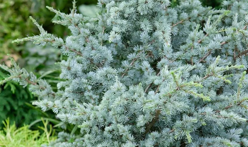 Cedrus atlantica 'Saphire Nymph'