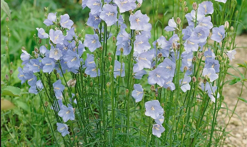 Pfirsichblättrige Glockenblume 'Grandiflora Coerulea'