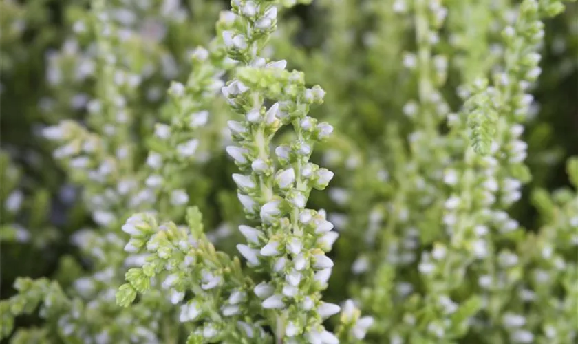 Calluna vulgaris 'Darts Parrot'