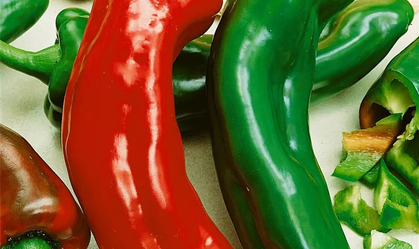 Paprika 'Corno Di Toro Rosso'