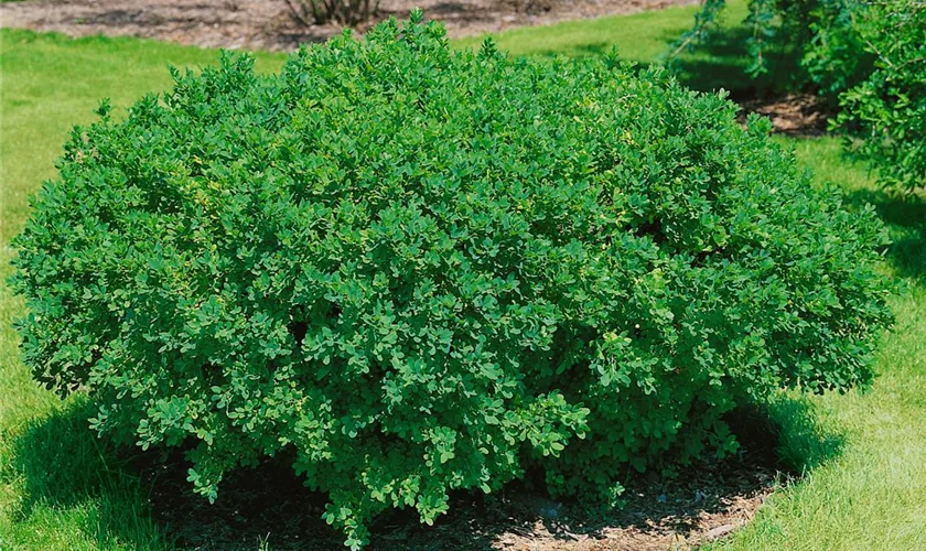 Caragana frutex 'Globosa'