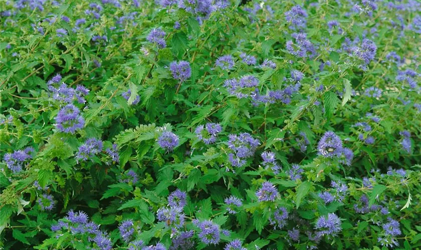 Caryopteris clandonensis 'Blaue Bienenwiese'