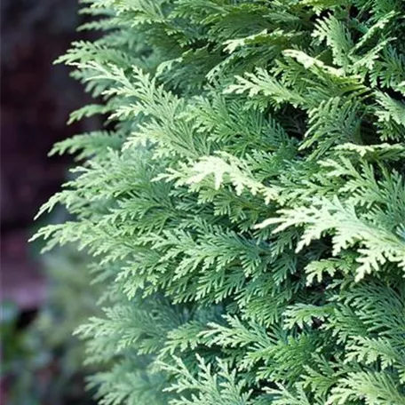 Chamaecyparis lawsoniana 'Bleu Nantais'