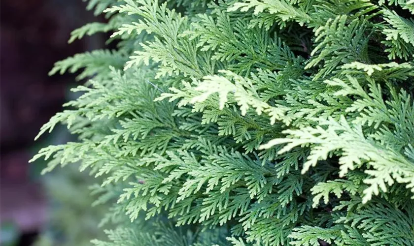 Gartenzypresse 'Bleu Nantais'