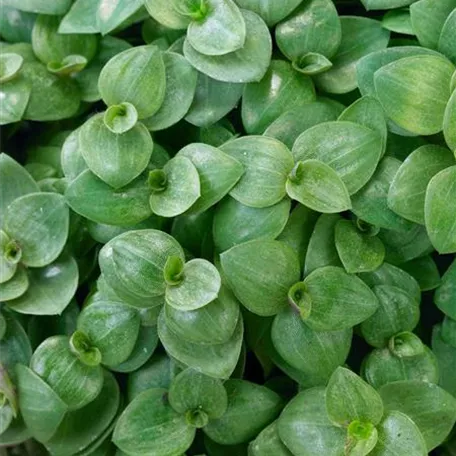 Callisia repens 'Eden Elegance'