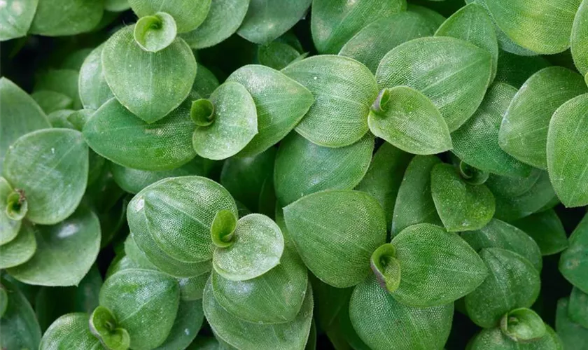 Kriechendes Schönpolster 'Eden Elegance'