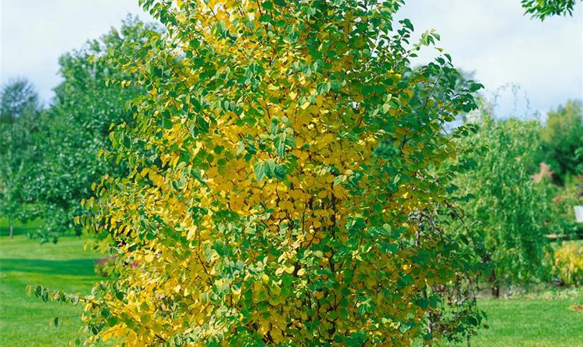 Cercidiphyllum japonicum 'Krukenberg Dwarf'