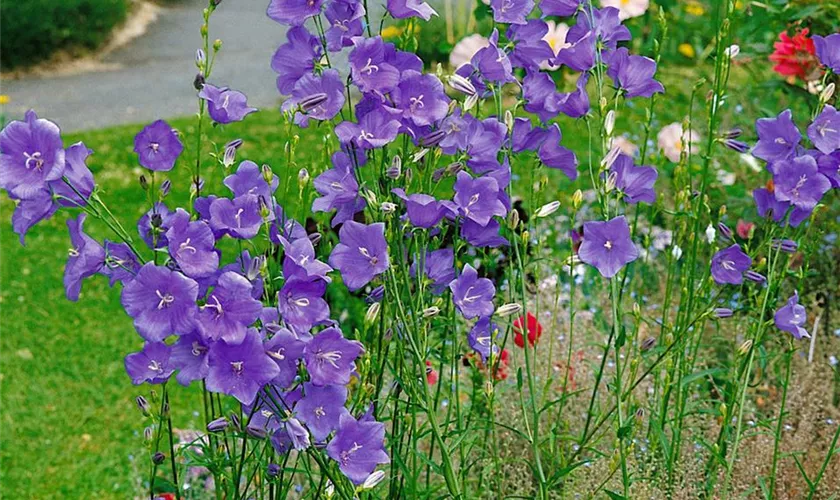 Pfirsichblättrige Garten-Glockenblume 'La Belle'