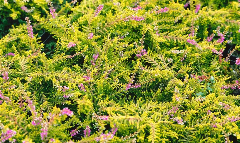 Calluna vulgaris 'Golden Wonder'