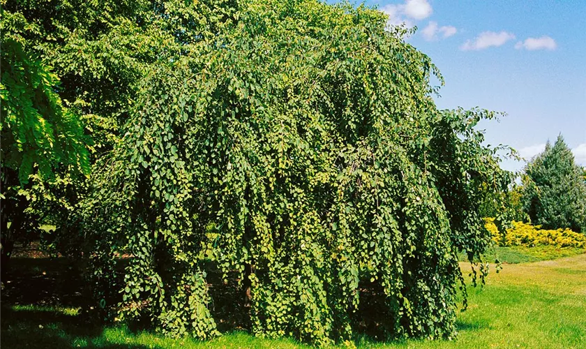 Cercidiphyllum japonicum 'Pendulum', Stamm