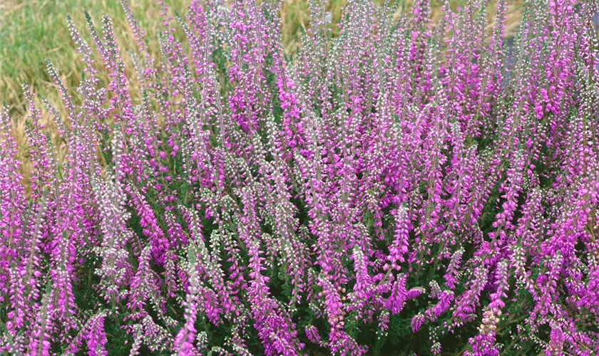 Calluna vulgaris 'Peter Sparkes'