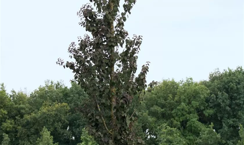 Cercidiphyllum japonicum 'Rotfuchs', Stamm