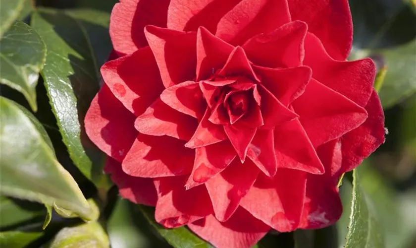 Camellia japonica 'Black Lace'