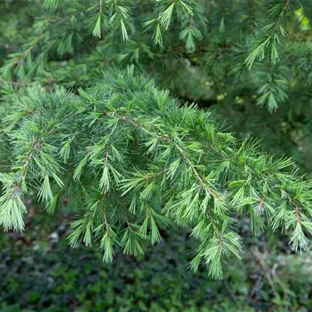 Cedrus deodara 'Albospica'