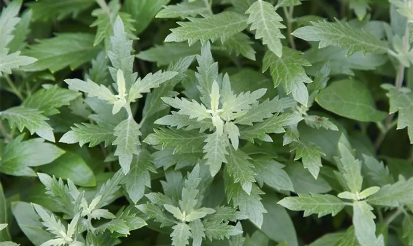 Caryopteris clandonensis 'First Choice'