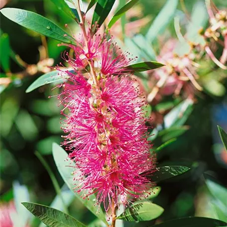 Callistemon 'Bright Pink', Stamm