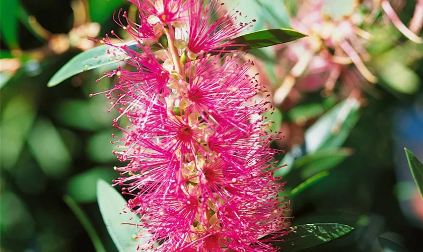 Zylinderputzer 'Bright Pink'