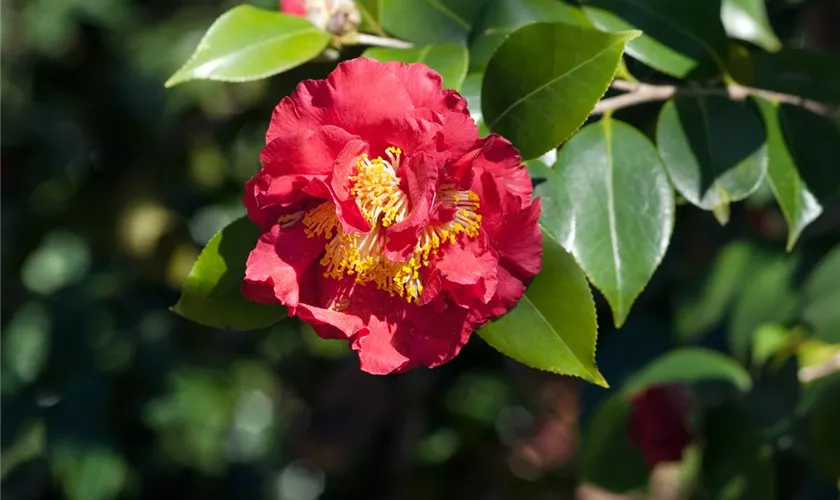 Camellia japonica 'Blood of China'