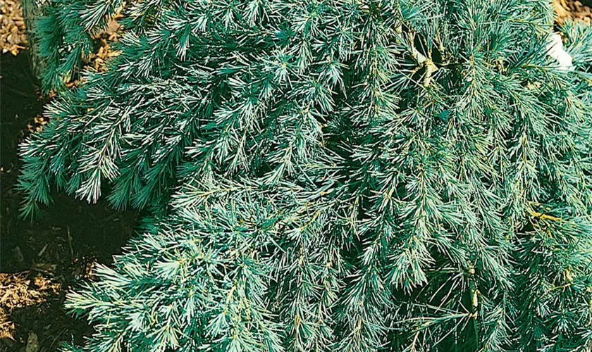 Cedrus deodara 'Blue Dwarf'