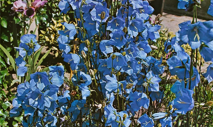 Pfirsichblättrige Glockenblume 'Takion Blue'®