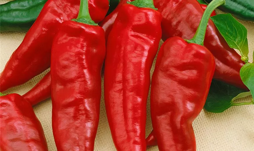 Paprika 'Dulce Italiano'