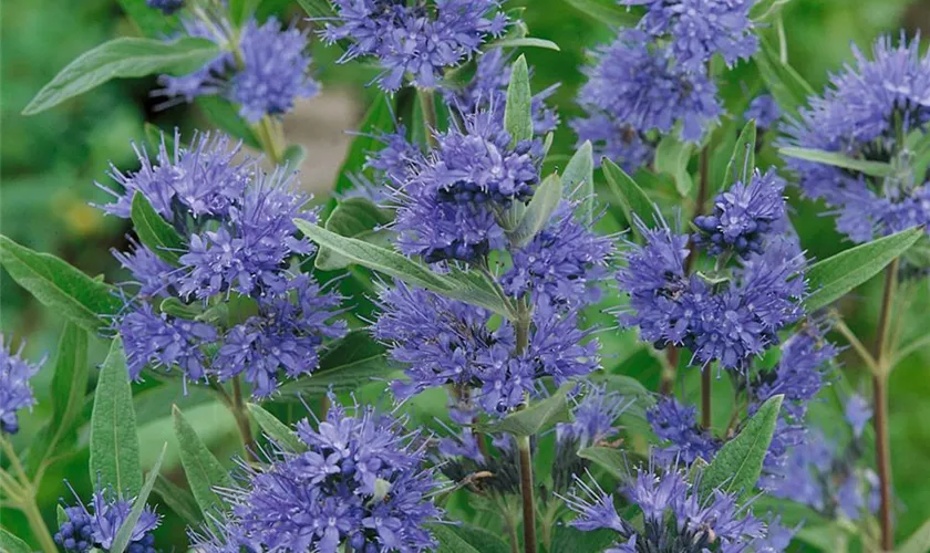 Caryopteris clandonensis 'Heavenly Blue'