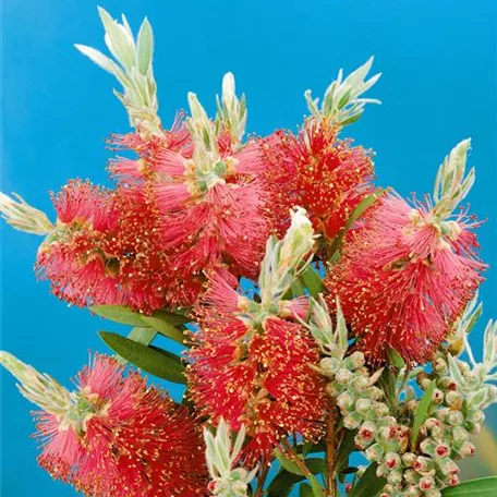 Callistemon citrinus 'Red Cluster'