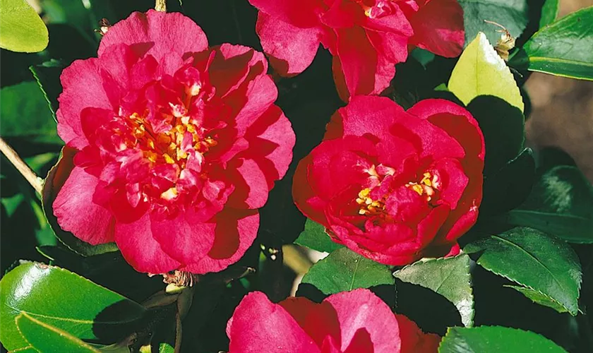 Camellia sasanqua 'Bonanza'