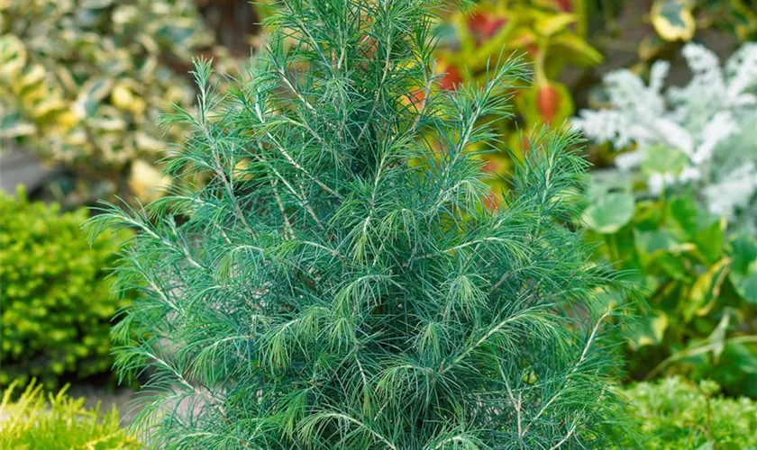 Cedrus deodara 'Bushes Electra'