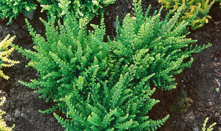 Calluna vulgaris 'Durford Wood'